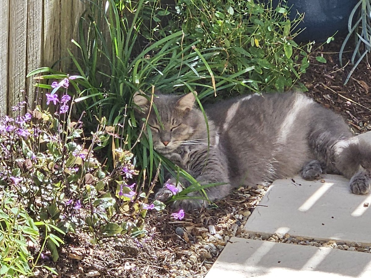 Deep in thought doing my #HedgewatchForOlly, and sending warmest pawhugs to his daddy who will love him for ever and ever ❤️