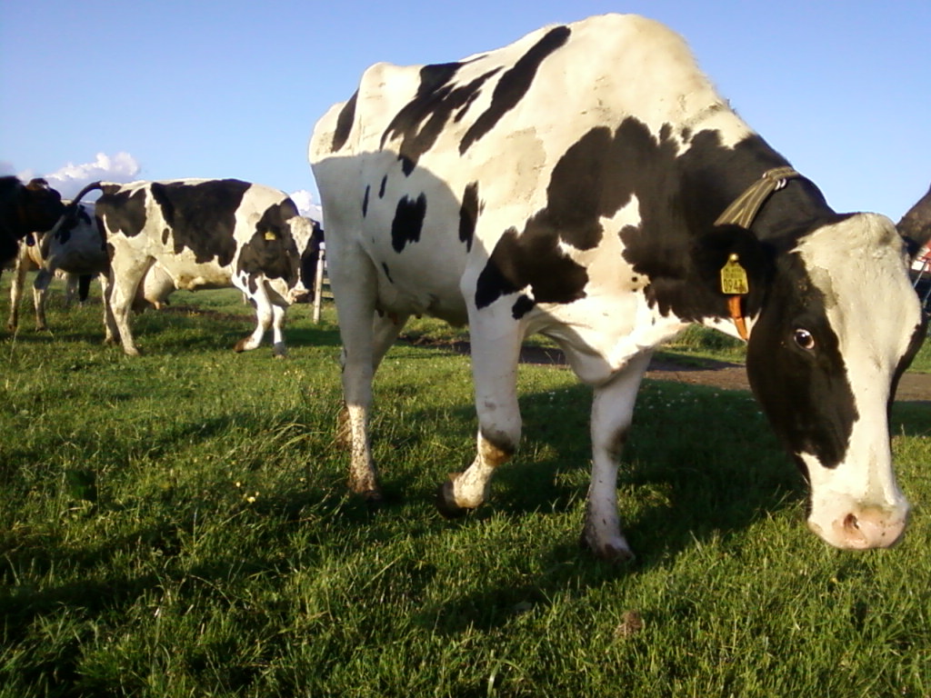 A571418294's tweet image. #StichtingStikstofclaim wat doen jullie ongelofelijk goed werk. Beerput gaat open. Feiten en cijfers gaan het winnen van listen en bedrog uit den Haag en Brussel. @stikstofclaim #stikstofclaim #bufferstroken #derogatie #minlnv #boerenprotest  #mestisgoud