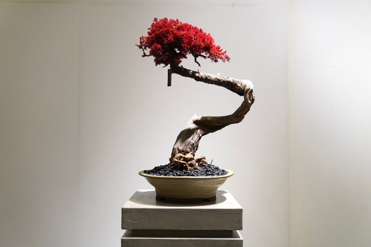 開催中🌱】TOUFU TOKYO POP UP STORE 『再生』をテーマに、枯れて