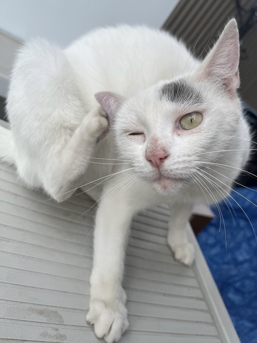 half_straycat's tweet image. Slightly unreachable🪮🦠💊🪳

#ScratchThat #itchy #revolution #FleaLine
#cat #catlife #halfstraycat #whitecat #lovelycat #pawpads #cattastic #catoftheday