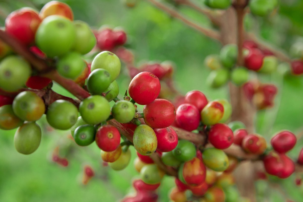 Rwanda Coffee tweet media