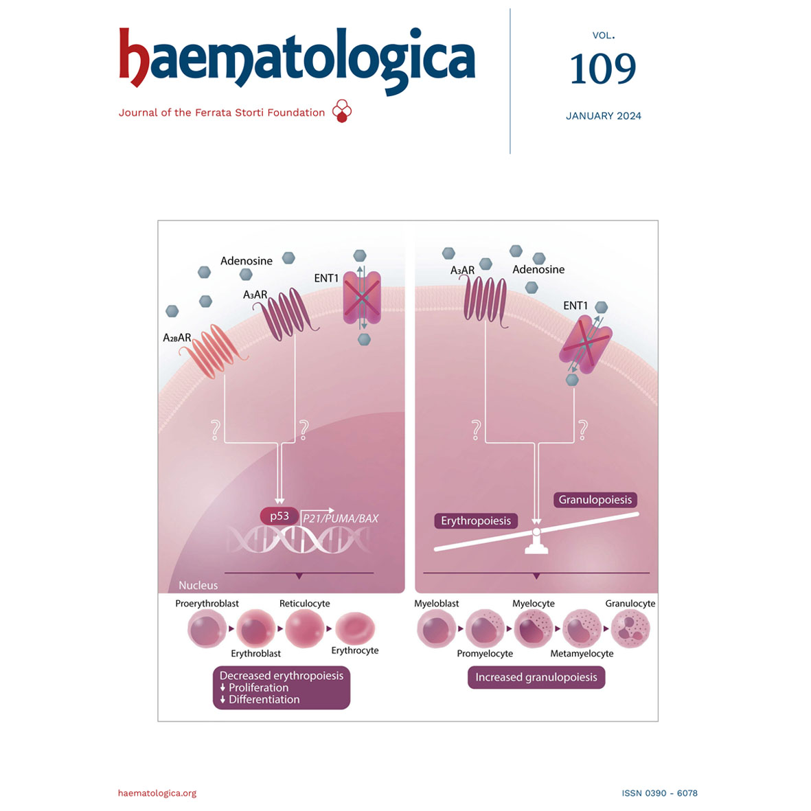 Haematologica's tweet photo. Read the final 5-year analysis of the #L-MIND trial, a study of #tafasitamab plus lenalidomide for patients with autologous stem cell transplant-ineligible relapsed/refractory diffuse #largeB-cellLymphoma . https://t.co/mKKi8PgNw1 https://t.co/OQ10cbPiY9