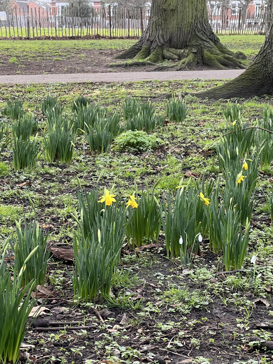 Feb 5th - The first daffodil 🌼 is out @WandsworthPark 

Same day as last year #daffodilday

x.com/wandsworthpark…

@TiCLme @CPRELondon @LDNgreenspaces @NatFedParks @ParksCommUK @GreenFlagAward 
@Team4Nature