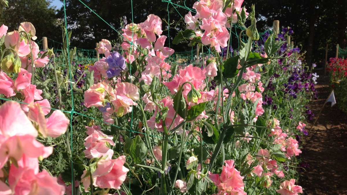 Mr Fothergills Seeds tweet media