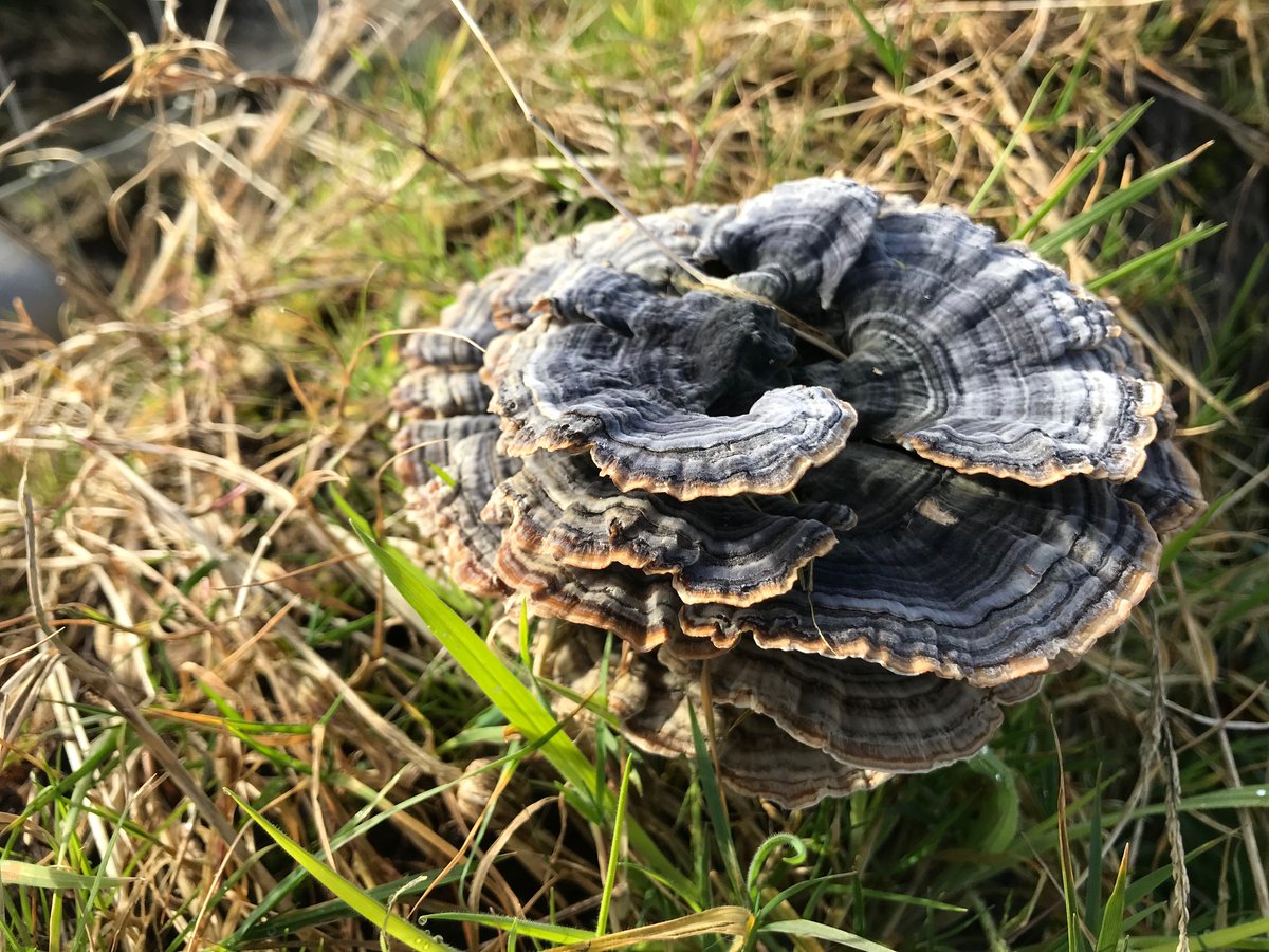 Mee's Wood tweet media