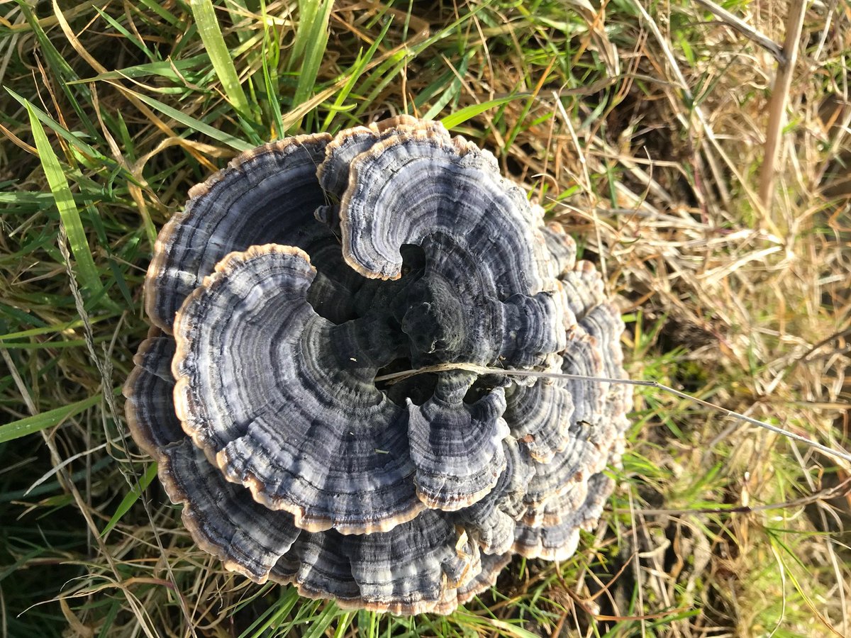 Mee's Wood tweet media