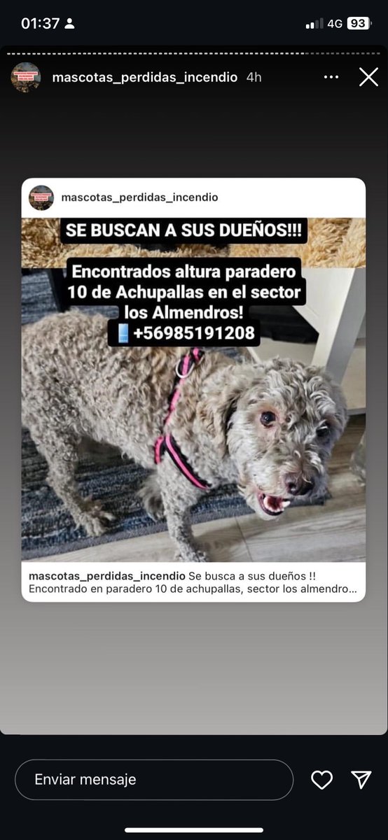 Salvandopatit4s's tweet photo. Encontrado busca sus dueños!! 
#viña #achupallas #quilpue #MascotaIncendio #MascotaPerdida https://t.co/oYHnUsp8OI