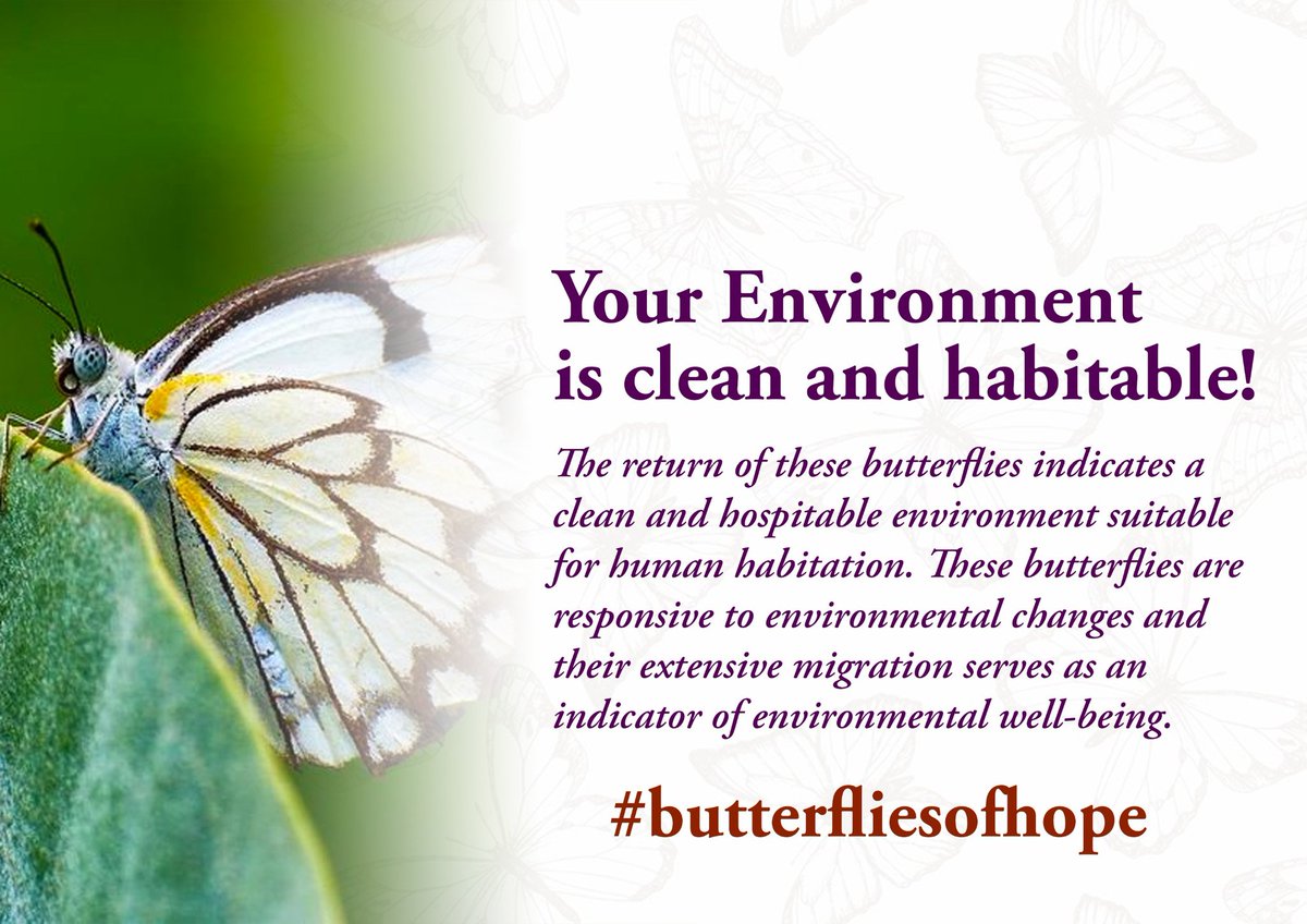 Butterfly come-back signals a clean and friendly environment, acting as bioindicators for environmental health.
White Butterflies #ButterfliesOfHope