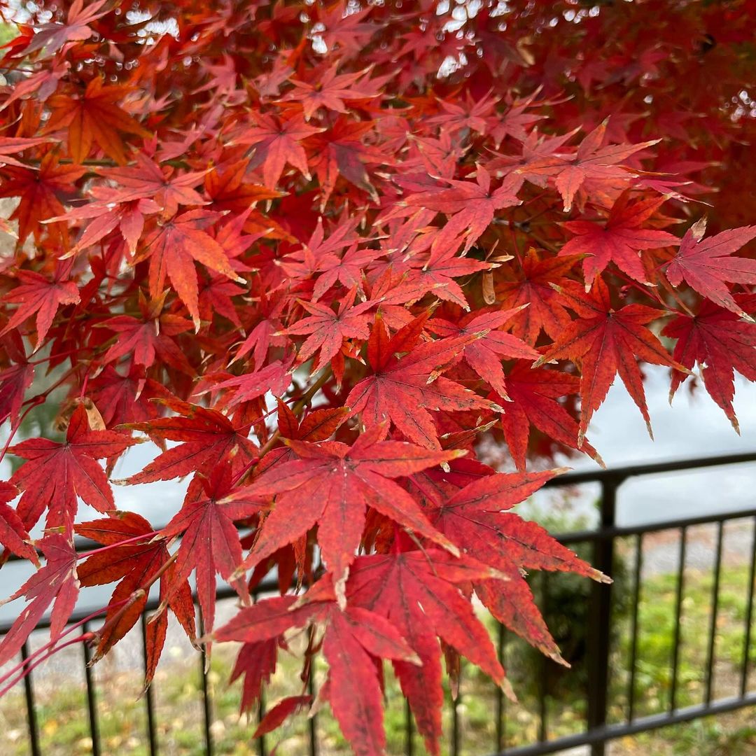 kaza01's tweet photo. なぜ木の葉がこんなに赤いのですか。 https://t.co/lxhKt4KLrJ