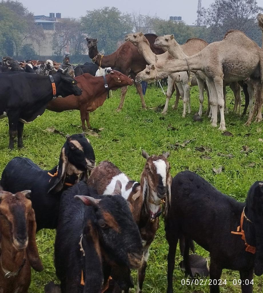 Poonam_Chum's tweet photo. RSS Gaushala #Dayalbagh in collaboration with #DEI ventures into unchartered territory diversifying it's dairy 1080 livestock with 39 goats&amp; 12 camels envisioning sustainable frugal &amp; diverse pastoralism approch to meet lacto vegetarian food demand while preserving bio diversity. https://t.co/lVjhC6YHM3