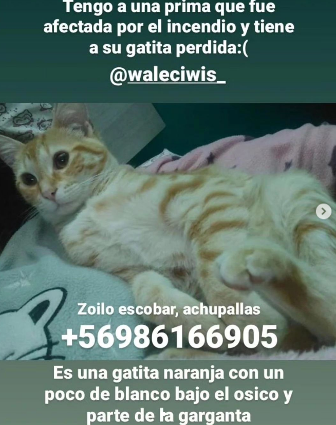 NatuTankian's tweet photo. Gatita perdida de color naranjo con blanco se perdió en achupallas comunicarse al +569 86166905
#valparaiso #bomberos #viña #Incendios #IncendiosForestales https://t.co/NpxXZJfggP
