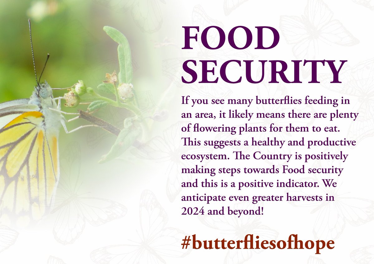 It's very essential for our farmers to learn the role these white butterflies play in the agroecosystem which in turn implicates achieving agriculture
#ButterfliesOfHope