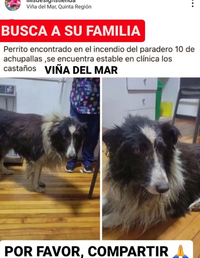 NatuTankian's tweet photo. Perrito encontrado en el paradero 10 de achupallas, se encuentra en la clínica de castaños  viña del mar, busca a su familia.
#valparaiso #bomberos #viña #Incendios #IncendiosForestales https://t.co/vRwZxuWuZE