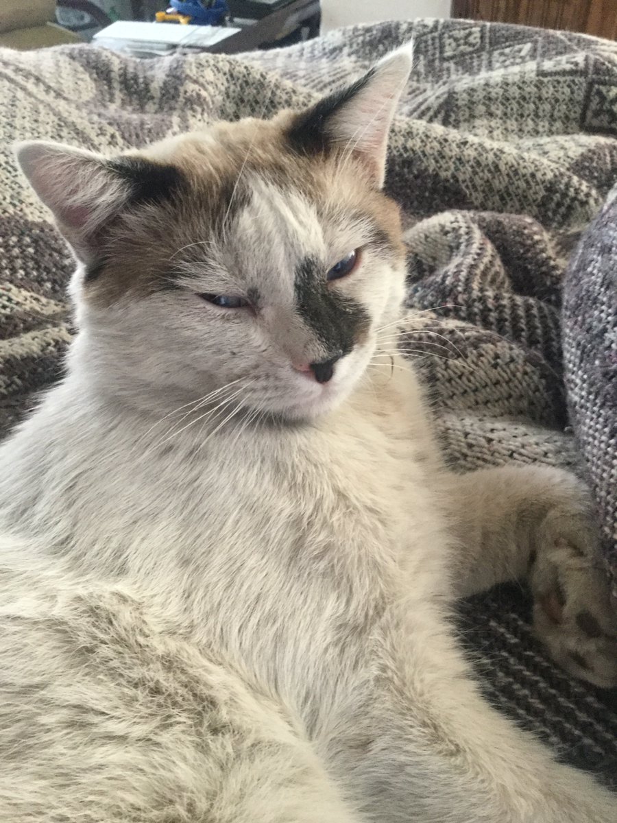 jamdvx's tweet photo. to help and heal or maybe offering a refugee for a vagabond animal is a good/ correct act. to pay for enterntainment to see an animal with injuries till "the end", my logic and values say That's No Right, it is not correct. am I wrong? #TorosSiTorerosNo #caturday #gatinhos #Cats https://t.co/FdGElwlMQp