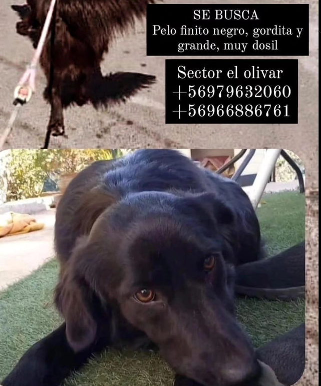 NatuTankian's tweet photo. Se busca perrita de pelaje color oscuro, responde al nombre de KIRA, se perdió en el sector del olivar, cualquier información comunicarse al +56979632060 #valparaiso #bomberos #viña #Incendios #IncendiosForestales https://t.co/ZbHYrYEaIC