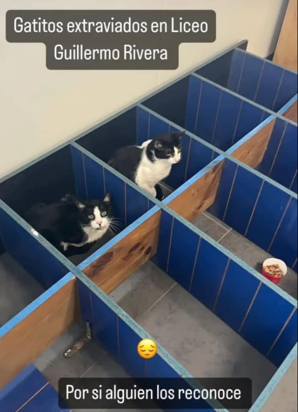 NatuTankian's tweet photo. Gatitos encontrados se encuentran en el liceo Guillermo Rivera a la espera de sus posibles dueños los reconozcan #valparaiso #bomberos #viña #Incendios #IncendiosForestales https://t.co/DRabNRHsFV
