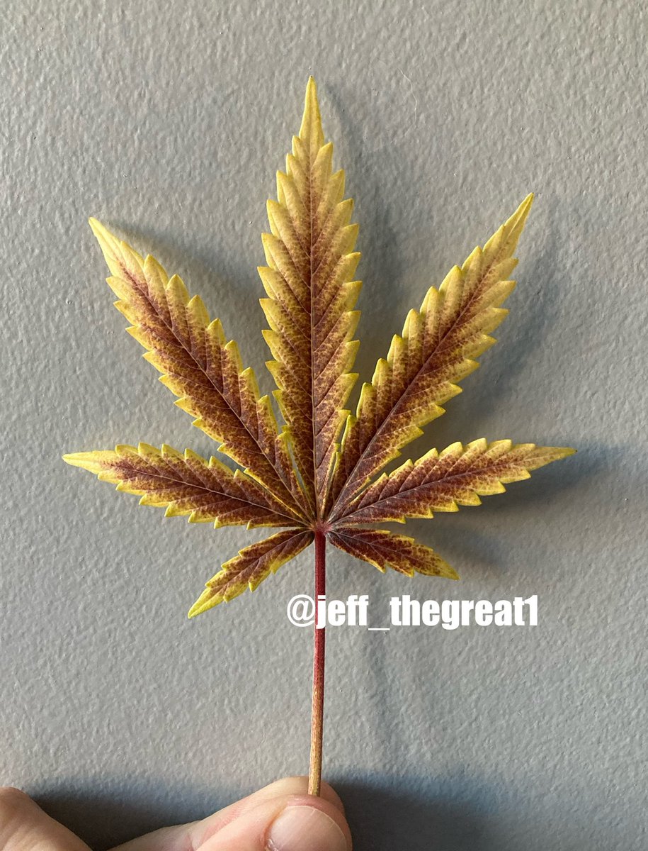 Just a gorgeous leaf off my #BananaBread from #LaughingHyenaSeeds plant I just harvested 🔥🔥🔥

I think Fire & Ice and or Jem Queen will be up next from #LaughingHyenaSeeds in my next grow. 

#Cannaland #GrowYourOwn #GeneticsMatter #WhatYouGrowing