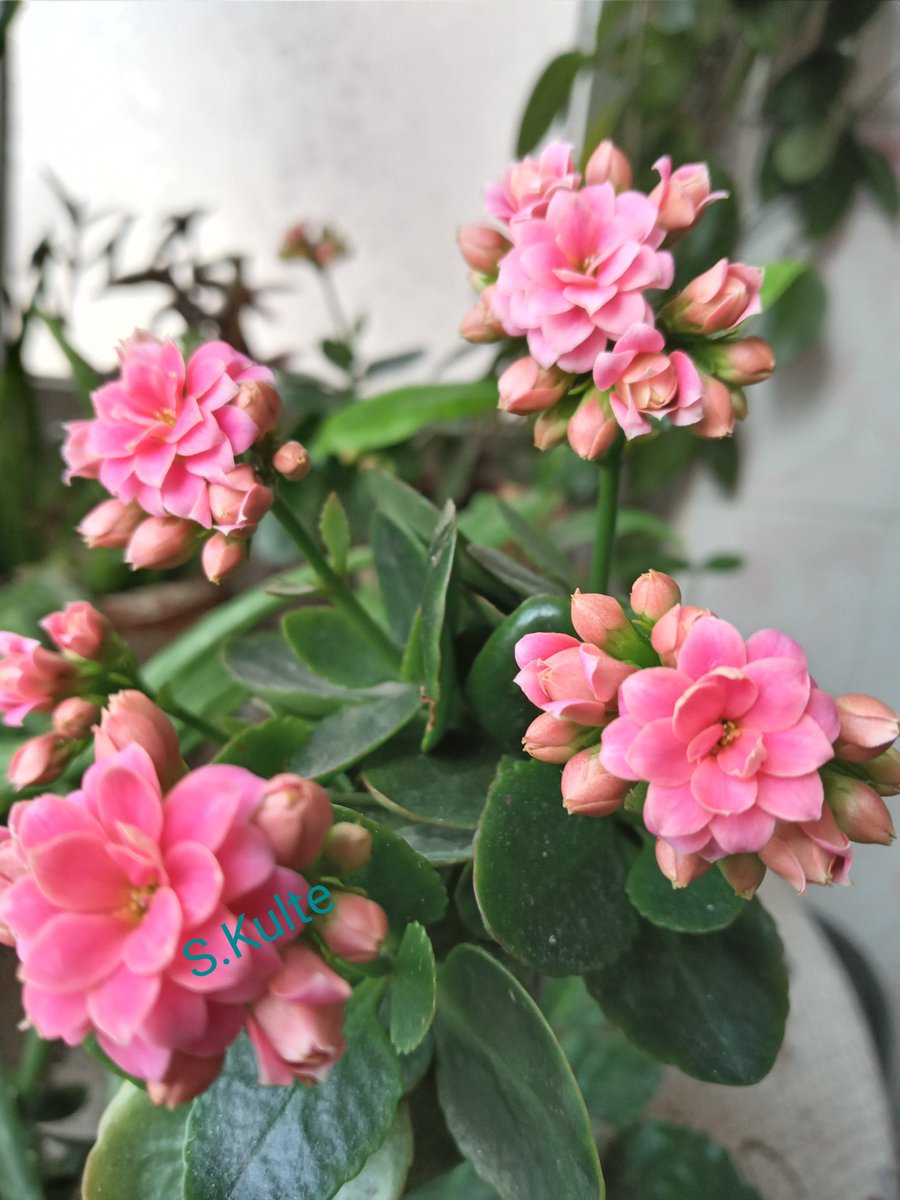 " Sabırsız çiçek tomurcuklarım gibi
Kalbiniz mutluluktan  kabarsın .
..     Mutlu haftalar.    🌸🌸🌸