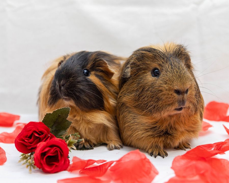 AWLQ's tweet photo. Introducing Nutkin, our dashing desexed male, and his lovely new 'wifey,' Ginger. This dynamic duo is on the lookout for their forever home complete with a deluxe indoor enclosure. 🏠

For more on Nutkin and Ginger please visit - https://t.co/vWOGwAR7jY &amp; https://t.co/gFFyTZhstZ https://t.co/8nXWzeARWi