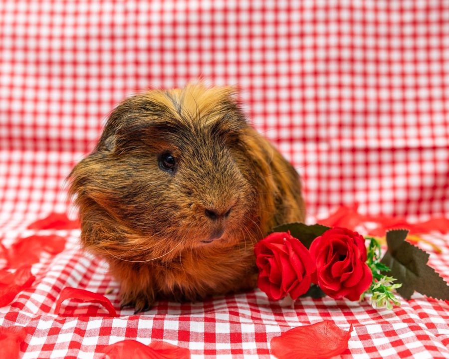 AWLQ's tweet photo. Introducing Nutkin, our dashing desexed male, and his lovely new 'wifey,' Ginger. This dynamic duo is on the lookout for their forever home complete with a deluxe indoor enclosure. 🏠

For more on Nutkin and Ginger please visit - https://t.co/vWOGwAR7jY &amp; https://t.co/gFFyTZhstZ https://t.co/8nXWzeARWi