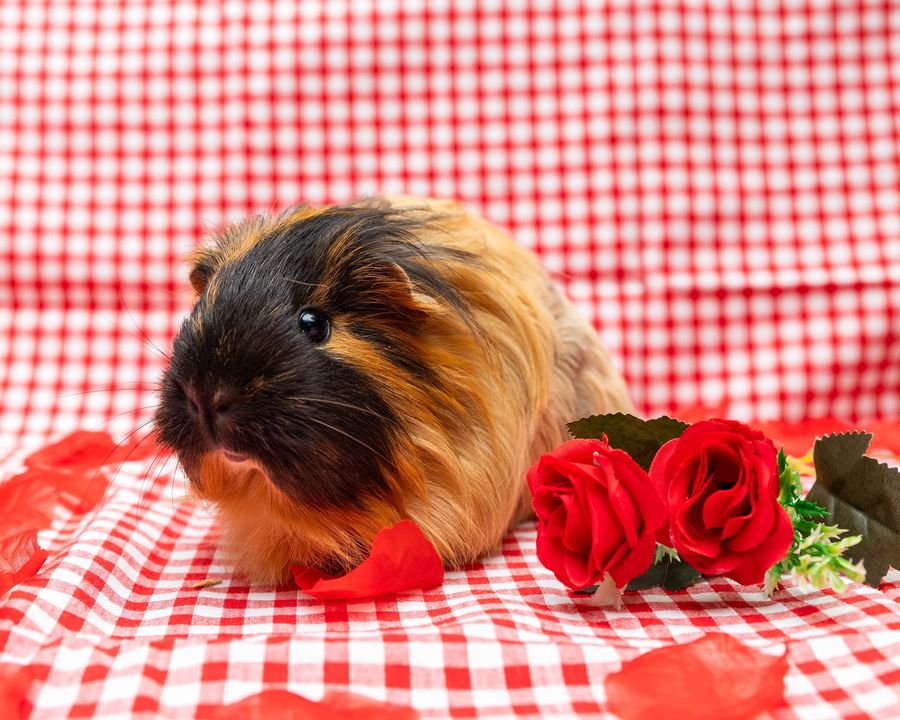 AWLQ's tweet photo. Introducing Nutkin, our dashing desexed male, and his lovely new 'wifey,' Ginger. This dynamic duo is on the lookout for their forever home complete with a deluxe indoor enclosure. 🏠

For more on Nutkin and Ginger please visit - https://t.co/vWOGwAR7jY &amp; https://t.co/gFFyTZhstZ https://t.co/8nXWzeARWi