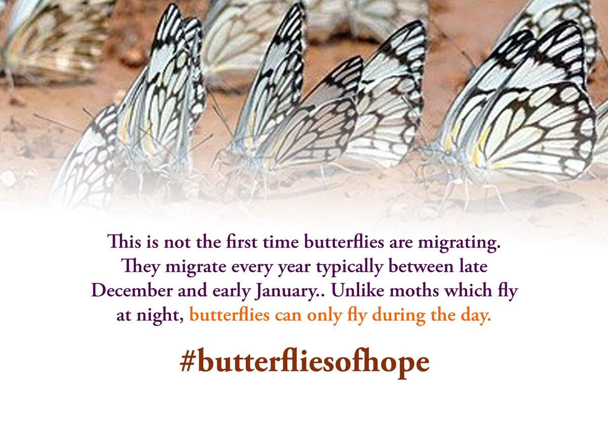 Butterflies contribute to this diversity by being a part of the intricate web of interactions within the agroecosystem. White Butterflies #ButterfliesOfHope
