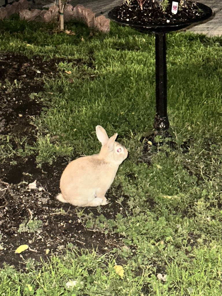 🐇🌙🌧️