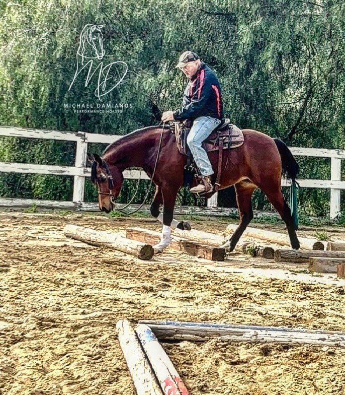 michael63491071's tweet photo. Chunky Chick is getting ready for the Scottsdale Arabian Show. https://t.co/TzZqqg3sem