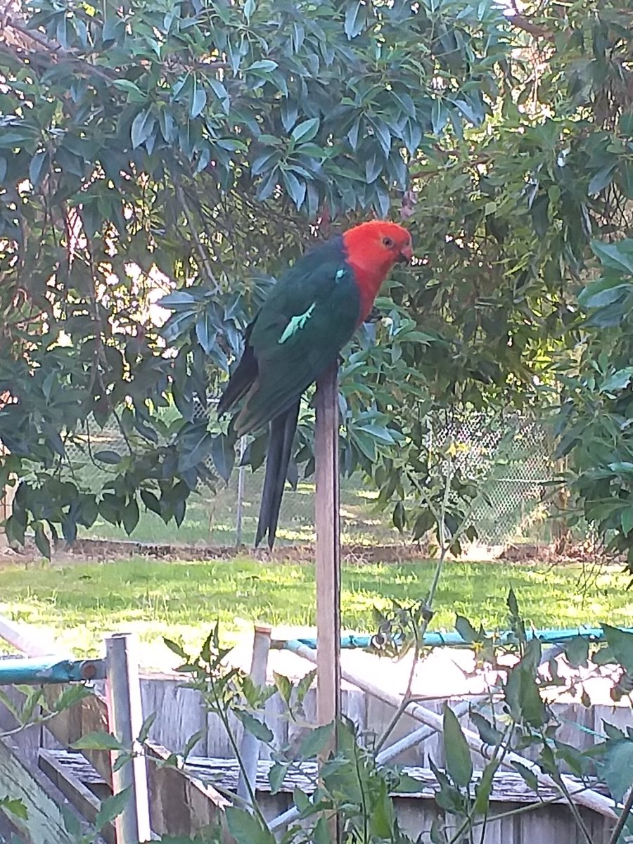 svenz360's tweet photo. A Tomato Thief in my Garden https://t.co/5xypKoTwRJ