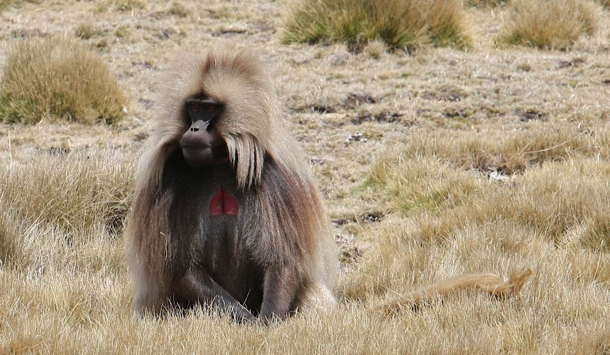 fanostour's tweet photo. Simien Park is a beautiful destination that is known for being the home of the endemic Gelada baboon. https://t.co/mnSRYSVE6F
