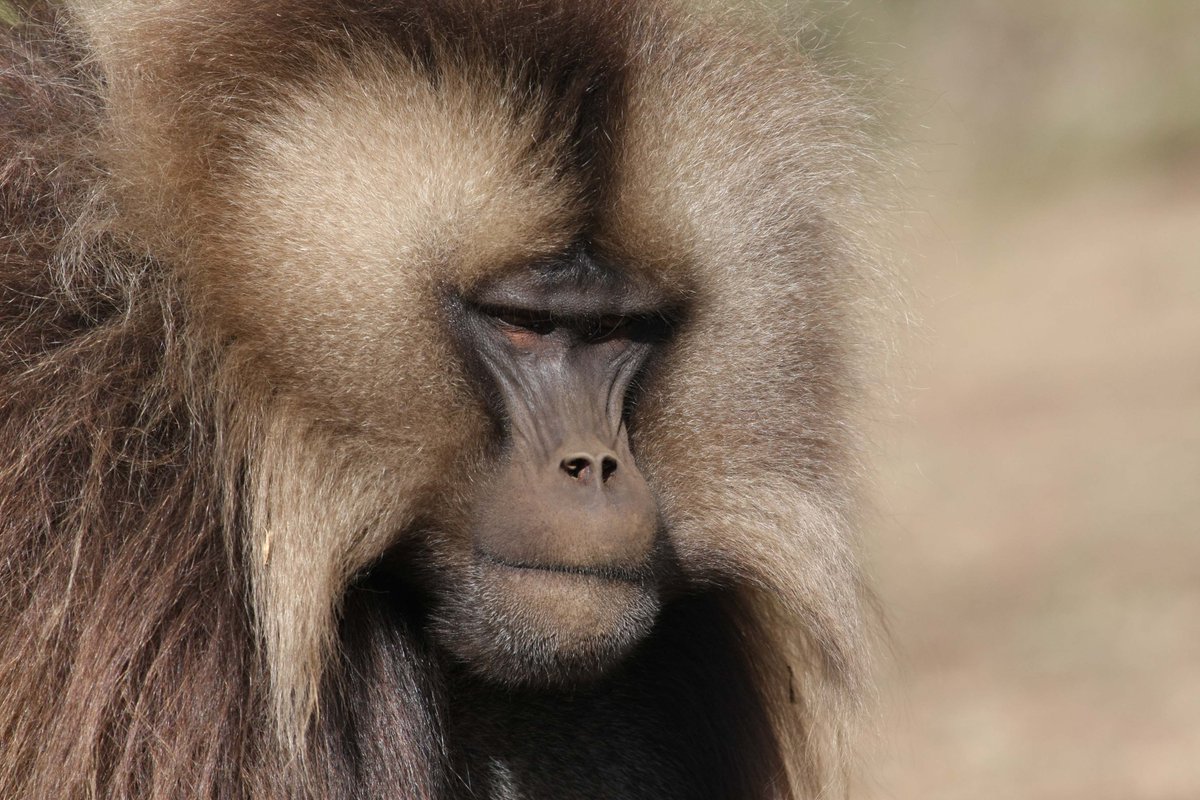 fanostour's tweet photo. Simien Park is a beautiful destination that is known for being the home of the endemic Gelada baboon. https://t.co/mnSRYSVE6F