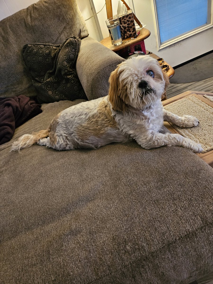 CHIPTheShihTzu's tweet photo. ....taking my ramp back #StatementsBeingMade #ChipTheShihTzu https://t.co/CV7Ox2ftcf