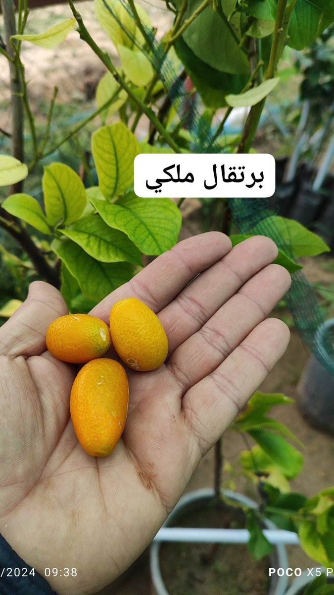 مهندس زراعي سامح محمود (@bwakr6963) on Twitter photo 