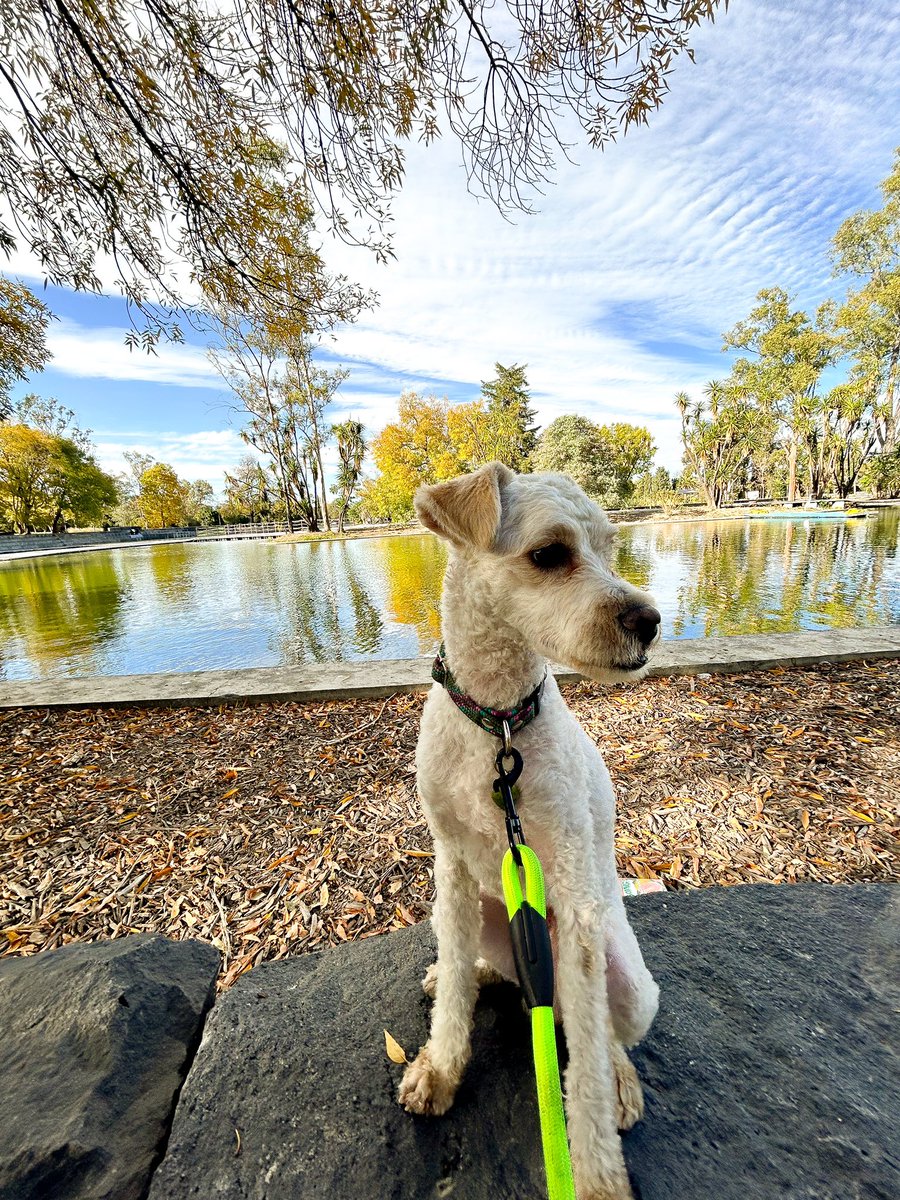 marisolcaso's tweet photo. Porque nadie me dijo que adoptar un perrito de calle significa ver como alguien toma pipí o come pasto y tierra porque antes así sobrevivía? Nunca más Rufus, ahora hay pollito y croquetas chidas 🫀🐶🥹✨ https://t.co/QuCWnhIBFS