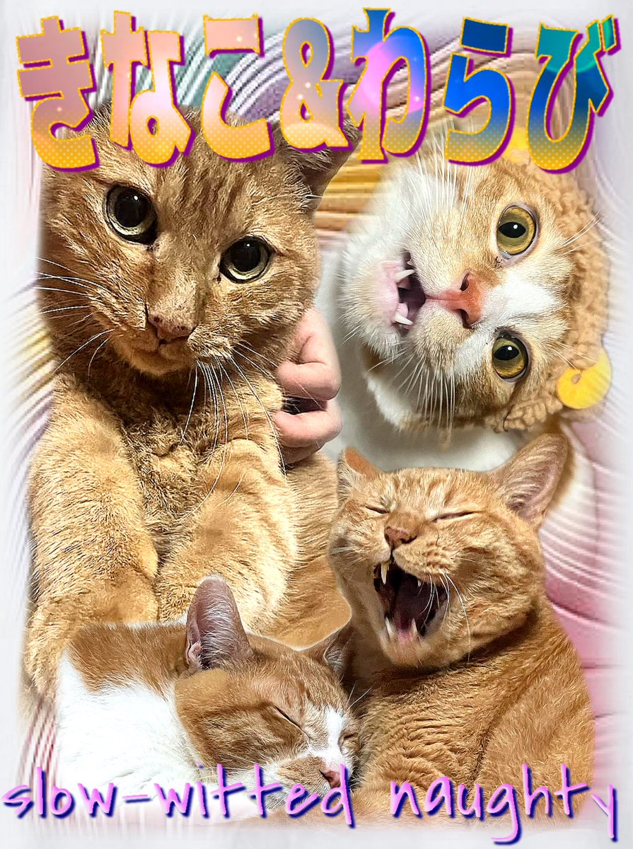 animaruT_shirt's tweet photo. @nononsama 🐈🐈きなこ&amp;わらび
地球日本からカリスマ猫"きなこ&amp;わらび"がアニTに初登場！！のんびりやんちゃな1枚です。

#アニT #アニ丸Tシャツ #アニ丸Tシャツ屋さん #猫T  #猫Tシャツ #CATteeshirts #catt #動物T #動物Tシャツ #animalte #raptee #raptees #rapteeshirts #バンドTシャツ #バンT https://t.co/P7g1U9bTP2