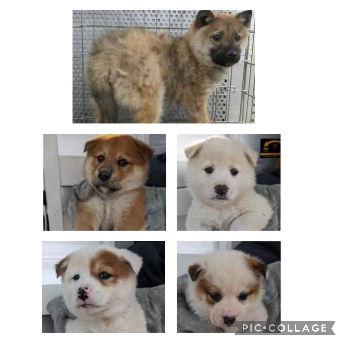 NoCulling's tweet photo. 🆘2月6日掲載期限終了です🆘
7日間あっという間です…😢
県のHP公開情報は削除されてしまいますがこの子達はずっと助けを待っています
殺処分などの決定が下される前にここから救って頂けないでしょうか🙇

お問合せは
▶️@wannyanpeasmailまでDM願います
お早めに❗️ https://t.co/jcXzAksXJa