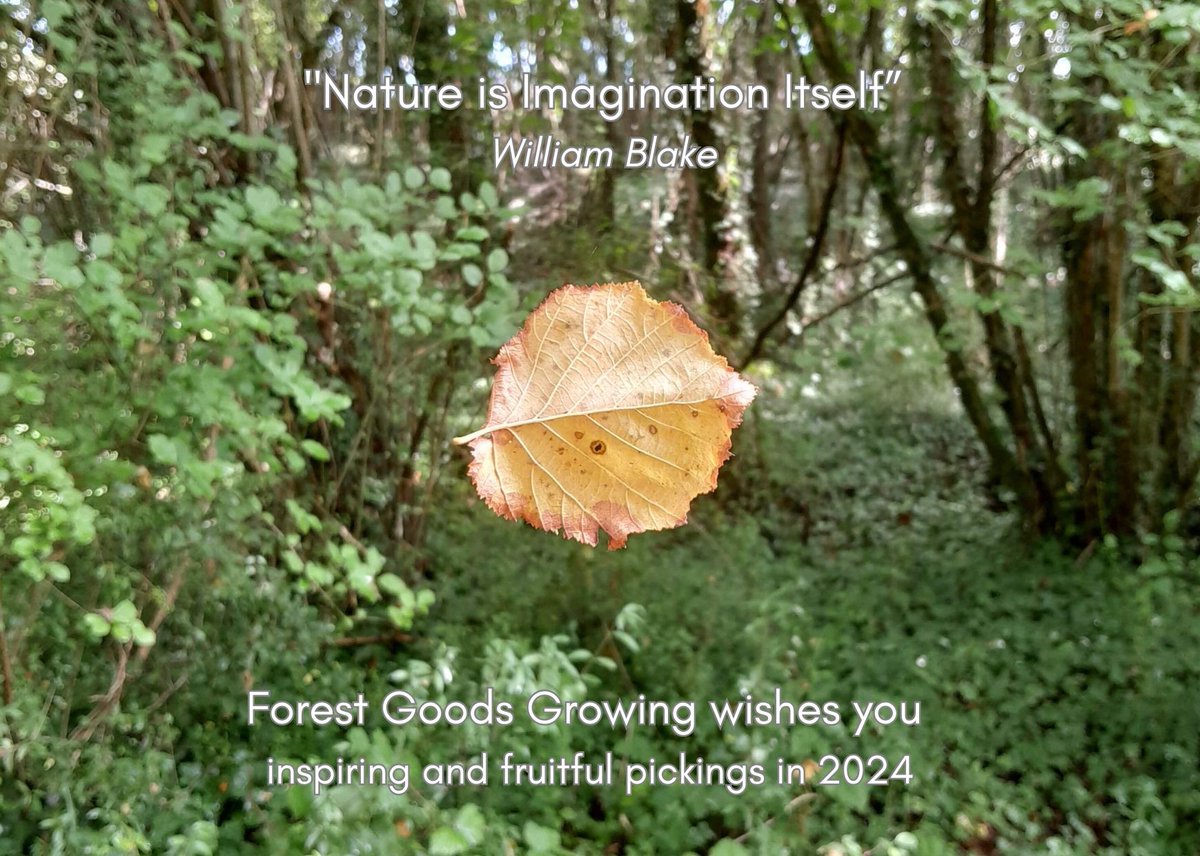 Forest Goods Growing (@forest2g) on Twitter photo 