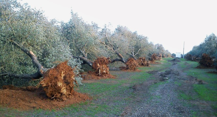 Uni91070952's tweet photo. “... nel 2010 un gruppo di patologi vegetali partecipò ad un incontro in Italia dove alcuni individui americani avevano portato “campioni” dell'agente patogeno Xylella dalla California “a fini di ricerca scientifica”
Durante l’incontro è stato discusso uno scenario ipotetico in cui il batterio Xylella sarebbe stato rilasciato in alcune parti d’Europa come parte di uno sforzo per determinare come i paesi avrebbero reagito ad un “attacco bioterroristico”

Quello che segue è un articolo sull'abbattimento degli ulivi italiani che davvero consiglio a tutti di leggere e divulgare

Normalmente non chiedo retwitt ma questa storia ha la stessa nauseante ed invereconda puzza del Covid e di Event 201

"
Il 27 febbraio 2015, il London Telegraph ha pubblicato un articolo di Nick Squires [1] in cui descriveva in dettaglio il pericolo per gli ulivi in ​​Italia e potenzialmente in tutta Europa, causato da un batterio mortale portato in Italia dagli Stati Uniti, e che stava distruggendo secoli- vecchi ulivi. Ha scritto che la malattia è stata rilevata per la prima volta in Italia nell'autunno del 2013 e aveva già colpito quasi un quarto di milione di ettari di uliveti. Molti alberi che avevano centinaia di anni, e circa 1.000 anni, avrebbero dovuto essere abbattuti per prevenire ulteriore contaminazione. La causa sembra essere un batterio chiamato Xylella fastidiosa, che attacca gli ulivi, gli agrumi e alcune viti, provocandone il disseccamento e impedendo la formazione dei frutti.
La BBC ha coperto la storia commentando che questa malattia potrebbe costare miliardi; [2] Bloomberg ha consigliato ai viaggiatori di “vedere gli ulivi italiani finché è possibile”; [3] e Scientific American si chiede se gli ulivi italiani debbano davvero essere rasi al suolo. [4]
Ma sembra che il problema possa essere più complesso (o contorto) di quanto inizialmente ipotizzato. Nell’agosto dello stesso anno, Ruben Rosenberg Colorni scrisse un articolo per Global Research in cui ipotizzava che l’industria biotecnologica – sementi e piante geneticamente modificate – potrebbe essere responsabile della distruzione degli ulivi italiani, e che la causa principale potrebbe essere stata l'uso di prodotti chimici selezionati per alcune specie di insetti. Sembra che le autorità abbiano drasticamente semplificato il problema “per presentare una minaccia che avrebbe potuto anche non esistere”, incolpando un batterio per l’uso eccessivo di sostanze chimiche geneticamente modificate. L’articolo ci informa inoltre che “[Il] comandante incaricato di contenere l’epidemia… ha dichiarato che il semplice rivoltamento del terreno attorno agli ulivi “è riuscito a sradicare il 90% della popolazione di insetti vettori dei batteri””.
Tuttavia, invece di indagare e tentare prima misure meno drastiche e permanenti, il ministro italiano dell’Agricoltura ha deciso inspiegabilmente di sradicare tutti gli alberi sospettati di essere infetti e tutti gli alberi nelle loro vicinanze. Inoltre, secondo Colorni, il Ministero ha affermato di aver ricevuto l'ordine dall'UE di effettuare l'eradicazione, affermazione che è stata categoricamente smentita dai funzionari europei. Possiamo vedere che qui c'è già qualcosa che non va. Gli agronomi italiani sostengono che l'agente batterico viene accusato ingiustamente e che non esiste alcuna prova scientifica conclusiva della sua colpevolezza in materia, mentre gli agricoltori e altri si sono naturalmente insospettiti poiché la soluzione proposta sembra eccessivamente radicale. Colorni poi afferma l’ovvio: che la domanda successiva è se la malattia sia un evento naturale, qualcosa accelerato dall’azione umana o il risultato di un “gioco scorretto”.

Sì, una teoria del complotto. E con apparente buona ragione.
Colorni ricorda che nel 2010 un gruppo di patologi vegetali partecipò ad un incontro in Italia dove alcuni individui americani avevano portato “campioni” dell'agente patogeno Xylella dalla California “a fini di ricerca scientifica”. Gli ulteriori commenti di Colorni:
“Durante l’incontro è stato discusso uno scenario ipotetico in cui il batterio Xylella sarebbe stato rilasciato in alcune parti d’Europa come parte di uno sforzo per determinare come i paesi avrebbero reagito ad un “attacco bioterroristico”. È uno scenario bizzarro da immaginare… Affermano di essersi sbarazzati dell’agente patogeno, e che i batteri presenti in Italia sono di una varietà diversa da quella che avevano portato. Ciò non può essere saputo con certezza, tuttavia, dal momento che il ricercatore principale… si è rifiutato di fare un confronto genetico tra i batteri presumibilmente introdotti e quelli coinvolti nelle attuali infezioni”.
In Puglia e nel Mediterraneo la lavorazione dell'olivo è una tradizione millenaria, animata ancora oggi da leggende tramandate dagli antichi abitanti della regione. Secondo un racconto, un gruppo di contadini sfidò le ninfe in una gara di ballo . Come punizione per la loro arroganza furono trasformati in ulivi. C’è ancora oggi chi giura di intravedere i volti dei contadini tra i tronchi degli alberi. Fonte
Cosa facciamo con queste informazioni? Gli ulivi italiani, alcuni dei quali hanno 1.000 anni, sembrano essere stati attaccati da un batterio che è stato trasportato nelle zone olivicole italiane dagli Stati Uniti con il pretesto davvero incredibile di pianificare reazioni ad un attacco bioterroristico. in cui questo specifico batterio verrebbe rilasciato in tutta Europa. Ciò non solo è bizzarro, come ha sottolineato Colorni, ma è impossibile che sia vero. Il concetto stesso di “terroristi” che attaccano gli ulivi è abbastanza assurdo, e la pianificazione di un evento così fantastico non comporterebbe l’importazione e il rilascio dell’agente patogeno proprio nelle aree che la pianificazione intendeva proteggere. Se fosse vero, diventerebbe immediatamente un classico: il primo attacco terroristico autoinflitto al mondo. Ciò sarebbe esattamente analogo a dire: “Pianifichiamo una difesa contro un attacco all’antrace da parte dei terroristi, spruzzando noi stessi l’antrace in tutto il nostro paese e vedendo come affrontarlo”. Ha senso per te? Ovviamente no.
Allora perché gli “scienziati” dovrebbero importare un agente patogeno dagli Stati Uniti che apparentemente (e improvvisamente) si trova ad attaccare gli alberi italiani, e perché le autorità italiane si rifiutano di fare un confronto genetico della varietà italiana con quella americana? E perché le autorità italiane sono apparentemente determinate a distruggere milioni di ulivi italiani senza nemmeno eseguire un'indagine così basilare? Data la mancanza di prove della vera causa di questa malattia agricola e la provata esistenza di quelle che Colorni chiamava “politiche alternative efficaci”, le affermazioni e le azioni del governo appaiono sia bizzarre che sospette. Non si può negare che questo stia cominciando a puzzare, perché i fatti presentati semplicemente non sono correlati e quindi gran parte della storia ufficiale non può essere vera.
La polizia italiana sembra essere d'accordo e, a quanto pare, ha iniziato a confiscare in modo aggressivo file e dischi rigidi dei computer del Ministero nazionale dell'Agricoltura e di varie altre cosiddette "istituzioni" coinvolte in questo fiasco, e le autorità regionali hanno congelato la riduzione dei alberi mentre la loro indagine continua. Stranamente, stranamente e in modo piuttosto sospettoso, il Ministro nazionale dell’Agricoltura italiano, l’uomo che sembra disperato nel voler abbattere tutti gli ulivi italiani, ha promesso di presentare ricorso in tribunale contro questi ritardi.

La trama si infittisce. Colorni poi ci dice che i critici hanno buone ragioni per “puntare il dito” contro l’industria biotech perché l’istituzione che ha portato questo agente patogeno in Italia è finanziata dalle aziende biotech. Per citare ulteriormente:

“Inoltre il colosso biotecnologico Monsanto, noto per le sue pratiche predatorie, possiede Allelyx, un’azienda interamente dedicata alla creazione di ceppi OGM (olivi) resistenti ai batteri, il cui nome – che ironia – è Xylella scritto al contrario. Considerati questi collegamenti… e la riluttanza del governo a condurre un’indagine approfondita, molti hanno affermato che esiste una collusione tra il governo e l’industria biotecnologica. La credenza popolare è che questa crisi potrebbe essere stata architettata allo scopo di sradicare gli ulivi locali. Le ragioni di ciò sono ancora dibattute, ma l’ipotesi dominante è quella di costringere i coltivatori locali a passare a varietà OGM resistenti alla malattia”.

Non posso sapere come apparirà questa storia ai lettori esterni, ma ho vissuto in Italia per un lungo periodo e ho sviluppato un apprezzamento per la profondità della corruzione che pervade la politica e l’industria italiana. Con questo, è davvero molto facile per me immaginare una manciata di politici e autorità italiani corrotti che accettano enormi tangenti da aziende come la Monsanto in cambio della distruzione di una parte insostituibile del patrimonio del proprio paese. Ed è ancora più facile per me immaginare che la Monsanto immagini un progetto del genere. Un’ultima considerazione – che concordo possa essere una falsa pista – è che questa distruzione della capacità di produzione di olive in Europa sarebbe un dono dal cielo per l’industria olivicola americana che produce un prodotto inferiore ed è in difficoltà da un secolo, e sarebbe costituiscono un regalo simile all’acquisizione da parte di Israele della produzione di olive della Cisgiordania in Palestina.

Nota per i lettori: quando scrissi questo articolo per la prima volta alcuni anni fa, si potevano ancora trovare molte informazioni su Internet. Tuttavia, da allora sembra che Internet sia stato ripulito da tutte le informazioni incriminanti e non è stata trovata alcuna menzione né della Monsanto né della Allelyx. Ciò è diventato sempre più vero negli ultimi anni per tanti argomenti vitali. Un sito web, il Genetic Literacy Project, afferma che gli scienziati e gli OGM sono responsabili della morte degli iconici ulivi italiani, ma ora l’articolo sembra mostrare un cartello “Proibito”. [5]

[1] Dog detectives to the rescue as Italy battles to save its olive trees

https://t.co/TTdVxu1Ow1

[2] Deadly olive tree disease across Europe ‘could cost billions’

https://t.co/rmIULRHDMY

[3] As Eager Travelers Return, Italy Is Losing Its Prized Olive Trees

https://t.co/rnmWCG9Ga5

[4] Should Italy’s Prized Olive Groves Be Burned to the Ground?

https://t.co/zm480B991d

[5] Activists blame scientists, GMOs for dying iconic Italian

https://t.co/6klBS1Bicj
"
tratto da https://t.co/JaHsNnveyi