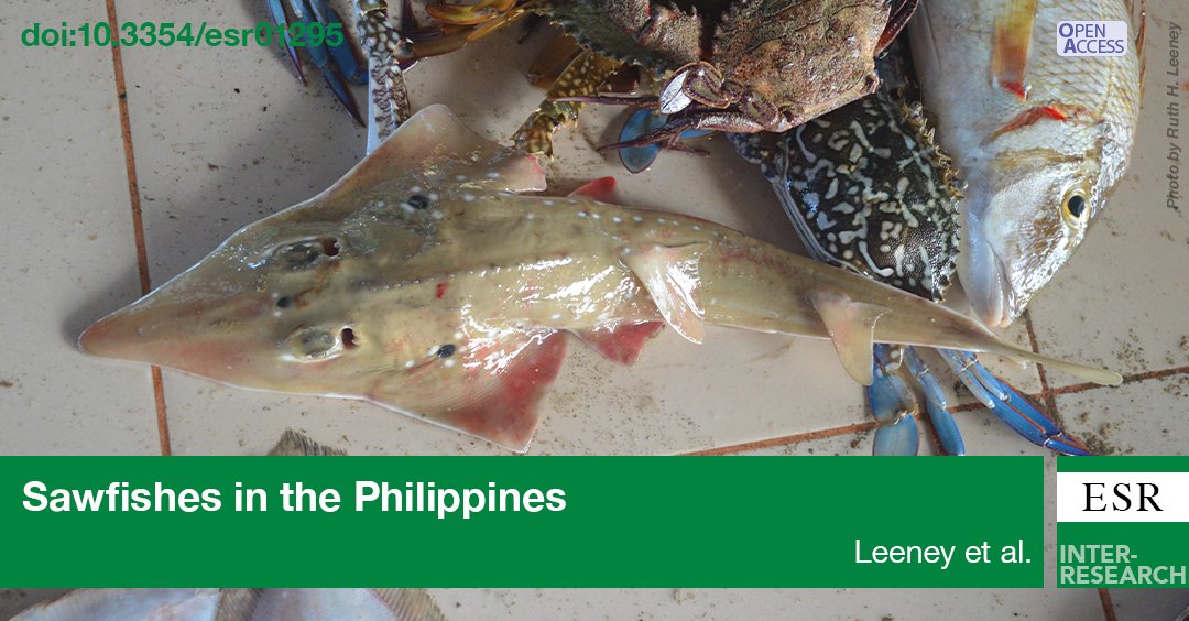 #Sawfishes are highly threatened, and 2 species were historically present in the Philippines. Interviews with fishers revealed they may be locally extinct. Bottlenose #wedgefish are still regularly caught, this fishery requires careful management. bit.ly/esr_53_97