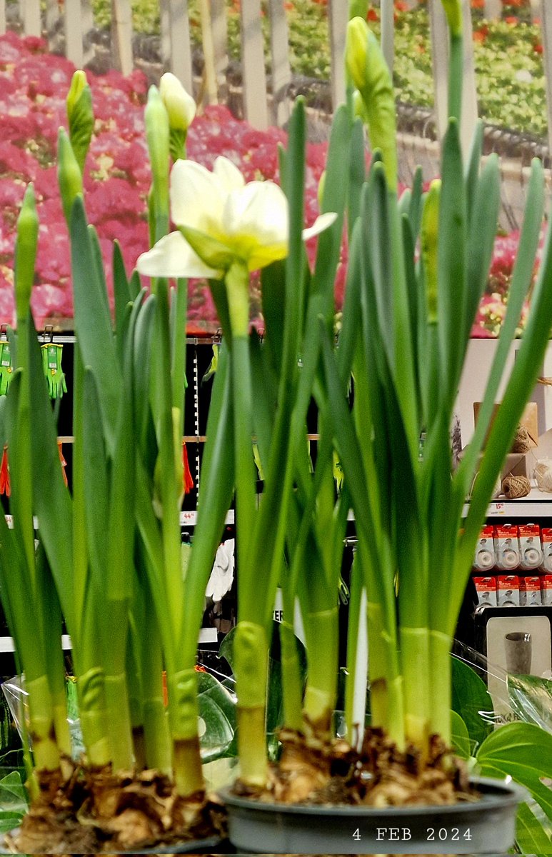 IDadzkov's tweet image. Springstar. Vårlilja.  Тристагма.
#nature #flowers #springstar #vårlija #houseplant #FlowersPhoto