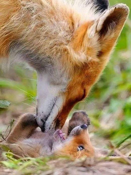 pattyfra1's tweet image. Coccole…❤️❤️❤️
📸 Via FOX LOVERS
#AnimalLovers #foxlovers #wildlife