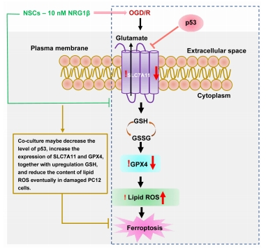 STMPUB's tweet image. #neuregulin #neuralstemcell #neuroprotection #PC12cell #oxygen #glucose #deprivation #reoxygenation
Neuroprotective effects of neural stem cells pretreated with neuregulin1β on PC12 cells exposed to oxygen-glucose deprivation/reoxygenation
journals.lww.com/nrronline/full…