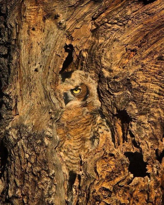 FactInteres's tweet photo. Мимикрия Виргинского филина (Bubo virginianus) https://t.co/Vaiv7V7knN