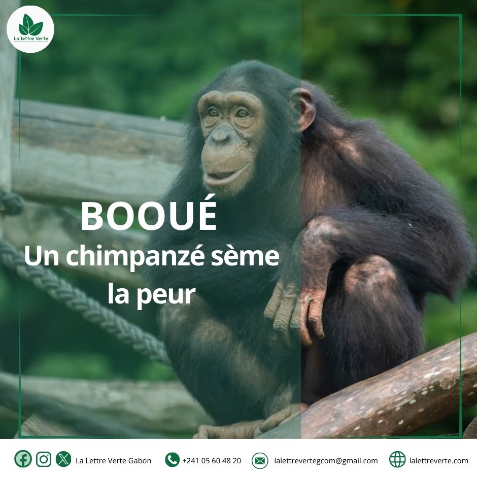 A Booué, petite ville située dans la province de l’Ogooué-Ivindo, Chef-lieu du département de la Lopé, un chimpanzé sème la panique depuis quelques semaines. lalettreverte.com/booue-un-chimp…