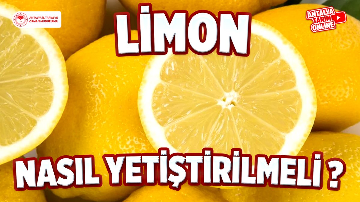 Kıymetli Çiftçilerimiz
#Limon Yetiştiriciliği için gerekli tüm bilgilere #ücretsiz sunduğumuz eğitimlerimize linkten ulaşabilirsiniz👇 
youtube.com/watch?v=xKj5Q3…

 #NasılYetiştirmeli? 
#GelecekTarımda 
#TarımAntalyada

<a href="/FratErkal/">Fırat Erkal</a>
<a href="/ibrahimyumakli/">İbrahim Yumaklı</a>