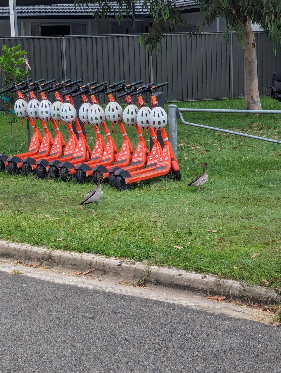 Lukewarmluffy's tweet image. #pokemonforpalestine
#fourfive
#palestine
#freegaza