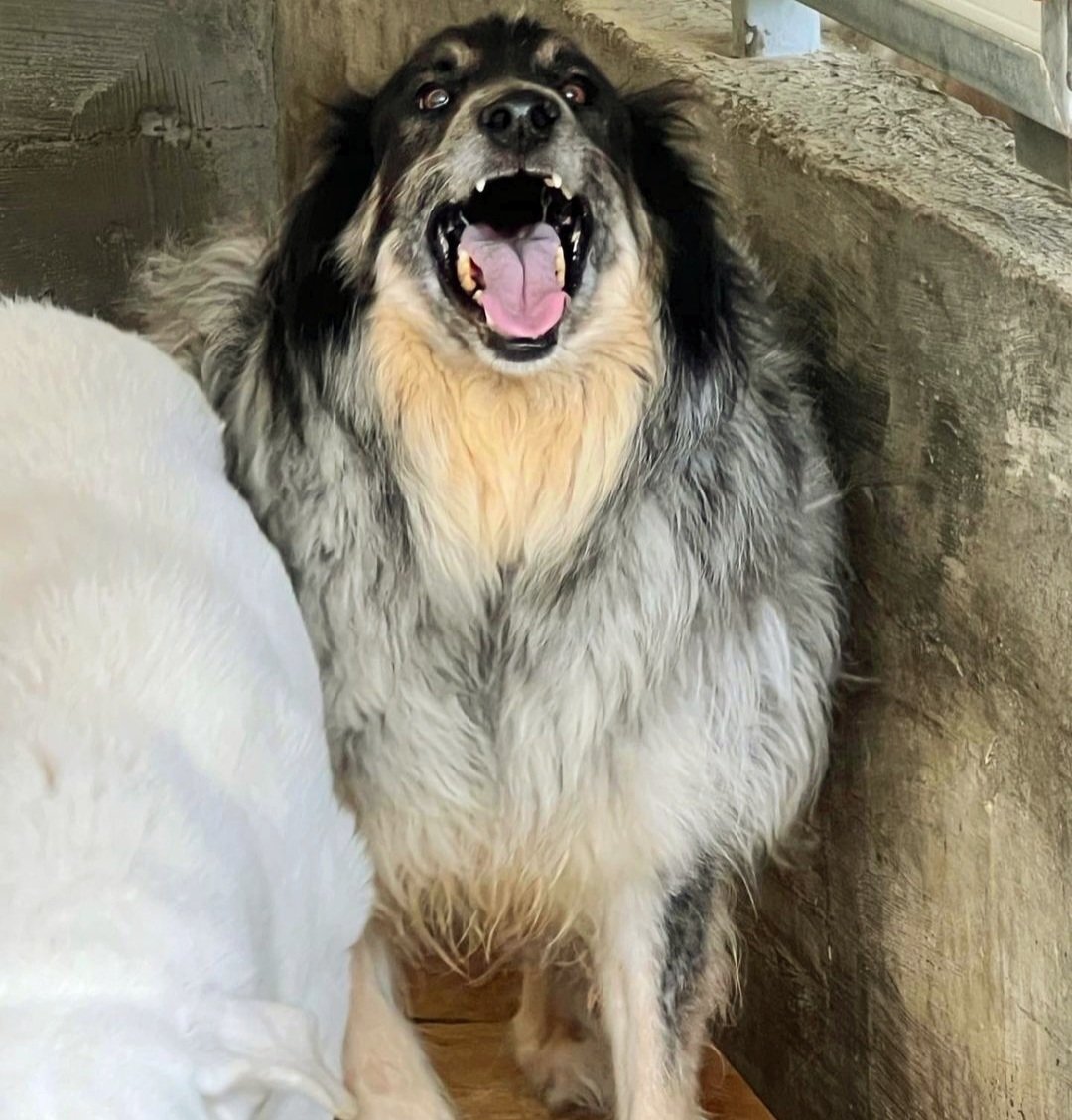 Entrati a 3 mesi in canile ma all'arrivo dei volontari, l'entusiasmo e la voglia di interagire non l'hanno persa. Hanno 8 anni e sperano ancora di trovare casa, vaccinati e castrati. Diamo una speranza a queste anime innocenti❤️non sono specificati i nomi. Calabria.
☎️33208322710