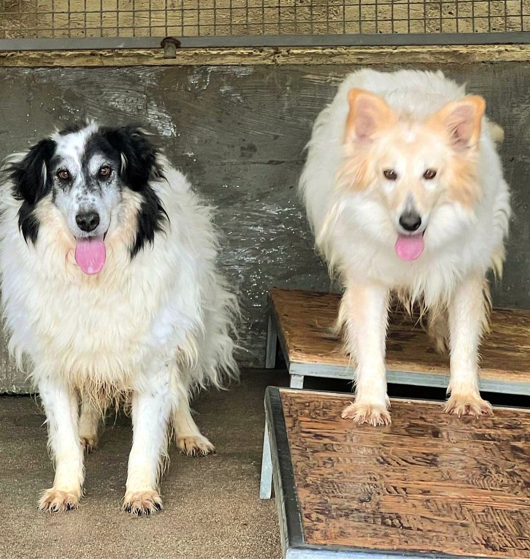 GretaFanti's tweet photo. Entrati a 3 mesi in canile ma all'arrivo dei volontari, l'entusiasmo e la voglia di interagire non l'hanno persa. Hanno 8 anni e sperano ancora di trovare casa, vaccinati e castrati. Diamo una speranza a queste anime innocenti❤️non sono specificati i nomi. Calabria.
☎️33208322710 https://t.co/J9VUUmz5yH