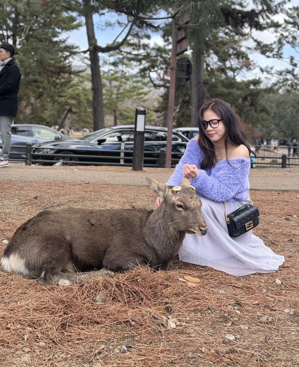 TreschaL42439's tweet photo. Nara Park is not only home to deer! Additionally, there are many notable attractions inside and around the park, such as Mount Wakakusa.

Nara Park, one of Nara's most famous landmarks, is renowned for allowing visitors to interact with freely roaming deer within the park. There are numerous points of interest in the surrounding area, such as the Ukimido Hall and Mount Wakakusa. Furthermore, there are several UNESCO World Heritage Sites that tourists can explore, including Todaiji Temple, Kasuga-Taisha Shrine, Kofukuji Temple, and cultural establishments like the Shosoin Treasure House and the Nara National Museum.

Covering an expansive 511 hectares, Nara Park offers visitors the chance to get up close and personal with the deer amidst its natural beauty. The harmonious blend of vast greenery has led people to describe it as a historically unparalleled park. Prominent temples stand against a backdrop of lush grass and playful deer frolicking. The iconic image of "Daibutsu, greenery, and deer" not only defines Nara Park but also represents the ancient capital of Nara.
Ukimido, the hexagonal-shaped gazebo, appears to float on Sagi-ike Pond in Nara Park. With its stunning reflection on the water's surface, this spot is renowned as a picturesque lakeside retreat. The surrounding landscape is a tranquil masterpiece of nature. In addition to Ukimido, there's the Marumadotei Hall, recognized as an important cultural property, and the Kataoka Bairin plum forest.

Ukimido and its serene surroundings make it a popular destination for relaxation, offering visitors a peaceful escape by the tranquil waters of Sagi-ike Pond. Marumadotei Hall, with its cultural significance, and the picturesque Kataoka Bairin plum forest further enhance the appeal of this area within Nara Park. Whether appreciating the architectural beauty of Ukimido or exploring the cultural and natural treasures nearby, visitors can find a harmonious blend of tranquility and aesthetics.