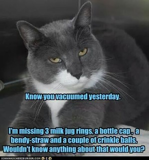 meow2you's tweet photo. This is why I vacuum as little as possible. I'm trying to be considerate of everyone's toys. 😹😹😹😉
#CreateAVacuumDay 

@ThePhilosopurr @GeneralCattis @HarryCatPurrs @RealCatFanatic9 @LuminousNumino1 @TERRYW_UK @PeterRABBIT67 @briano29 @eliznoelle @EringoB02429272 @lymeist https://t.co/undTlWJvcK